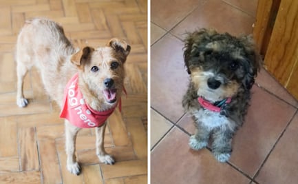 Los 10 nombres y razas de perro más populares entre los mexicanos