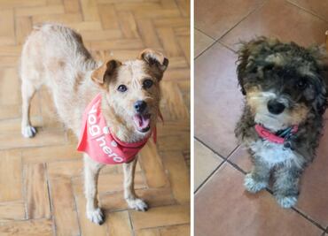 Los 10 nombres y razas de perro más populares entre los mexicanos