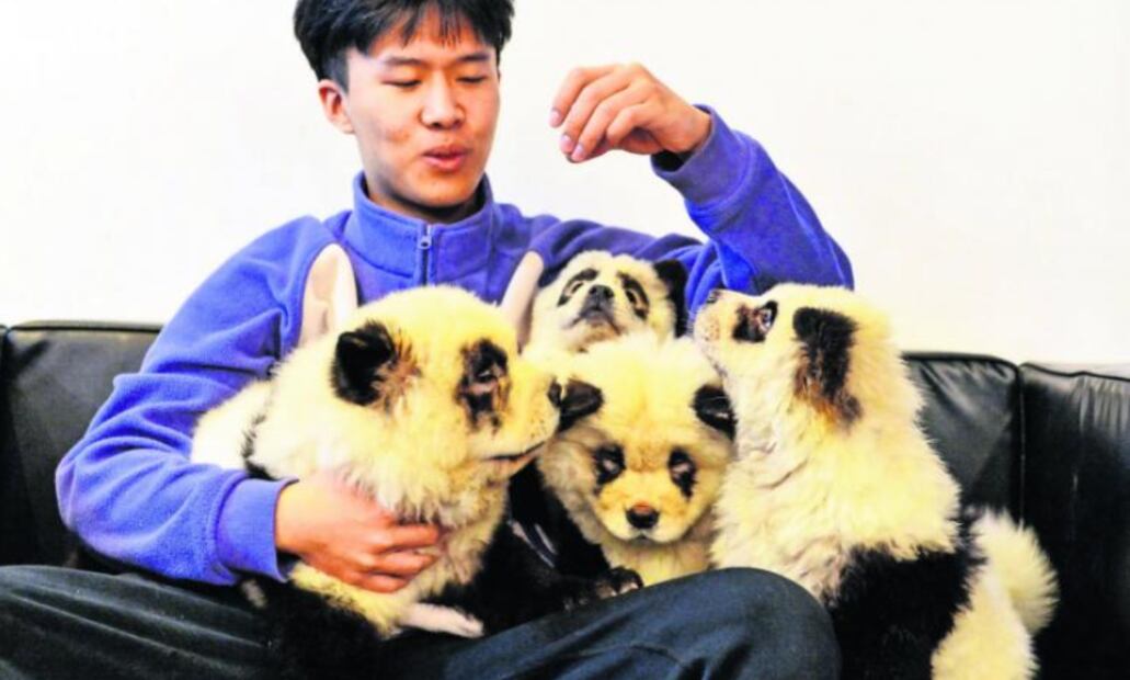 Perros pandas en China... ¿adorable tendencia o crueldad animal? 