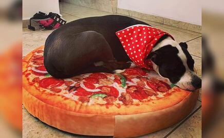 Para ayudar a perritos enfermos, refugio vende camas ¡con forma de comida!