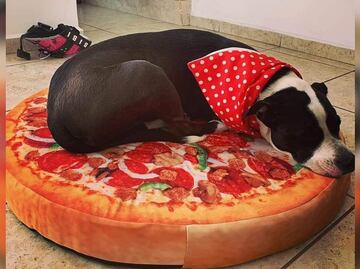 Para ayudar a perritos enfermos, refugio vende camas ¡con forma de comida!