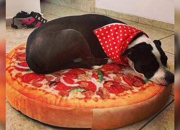 Para ayudar a perritos enfermos, refugio vende camas ¡con forma de comida!