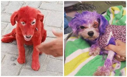 La peligrosa y cruel tendencia de “colorear” el pelaje de los perros 