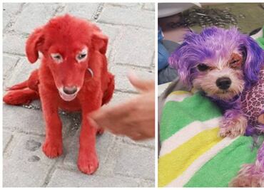 La peligrosa y cruel tendencia de “colorear” el pelaje de los perros
