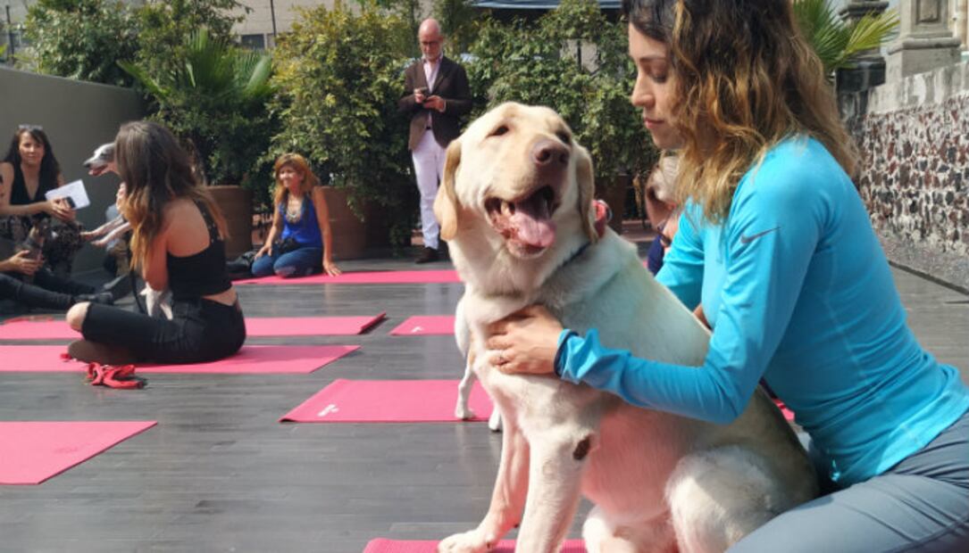 ¿Gorditos y bonitos? ¡El sobrepeso puede estar matando a tu mascota!