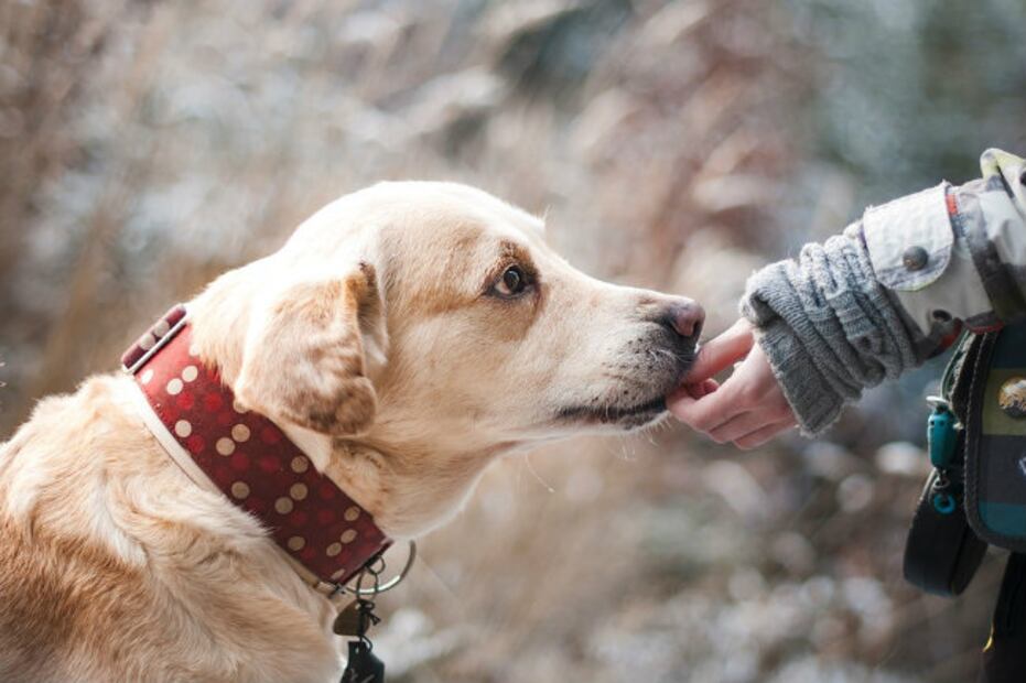 ¿Por qué sentimos más empatía por un perro que por un humano?