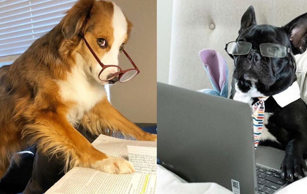 Foto: Instagram @ dogsworkingfromhome