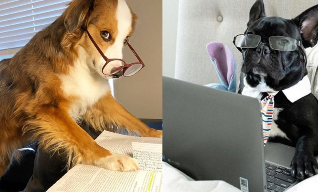 Foto: Instagram @ dogsworkingfromhome