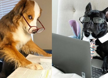 ¿Cuál eres tú? 10 tiernos y divertidos perritos haciendo home office
