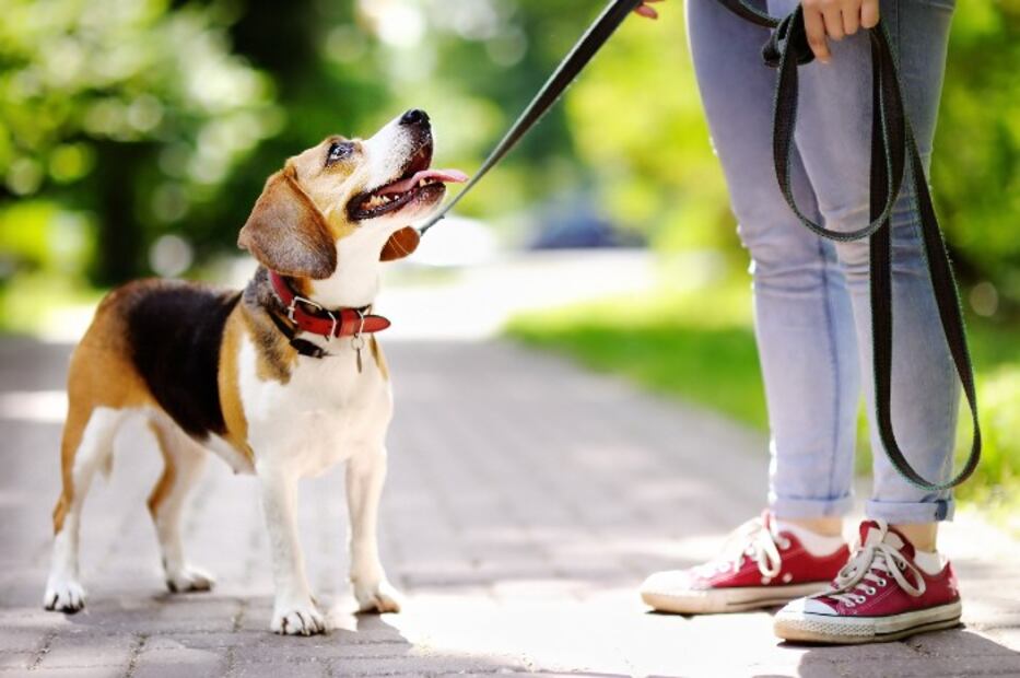 10 cosas que puedes hacer para ayudar a los perros