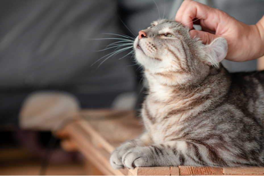 8 motivos para tener a un gato como compañía 