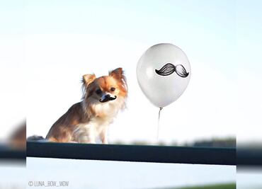 10 perros con bigote que te explican qué es 'Movember'