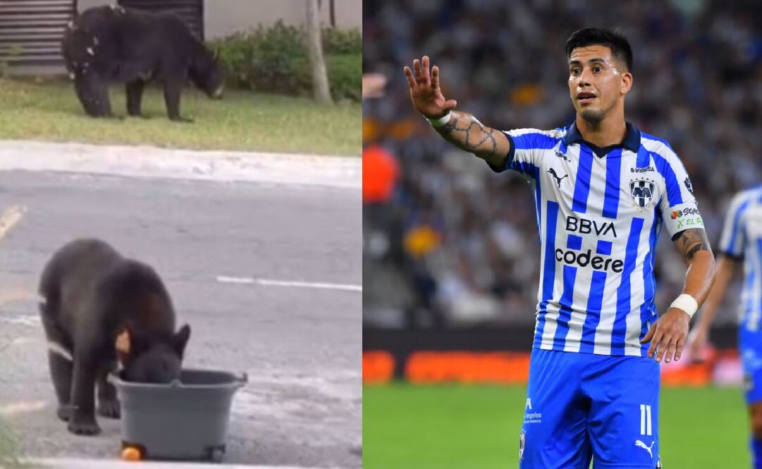 Maxi Meza le dio agua a un par de osos que estaban afuera de su casa en Monterrey. Foto: Especial