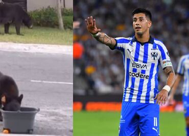 Maxi Meza ayudó a refrescarse a dos osos ante la ola de calor que se vive en Monterrey