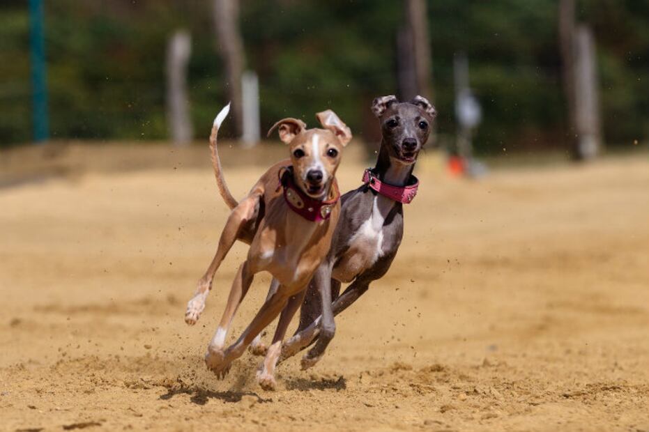 Las 10 razas de perro que se enferman menos