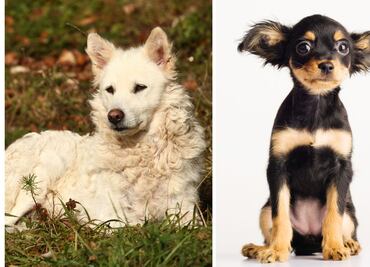 Estas son las dos nuevas razas de perro puras reconocidas por el AKC