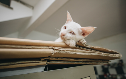 ¿Por qué los gatos aman las cajas de cartón?