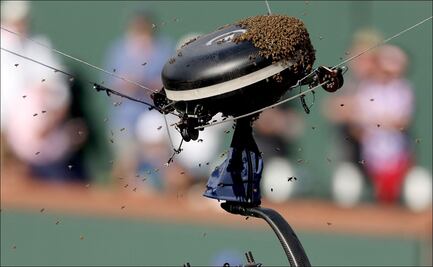 Abejas interrumpen partido entre Carlos Alcaraz y Alexander Zverev en Indian Wells