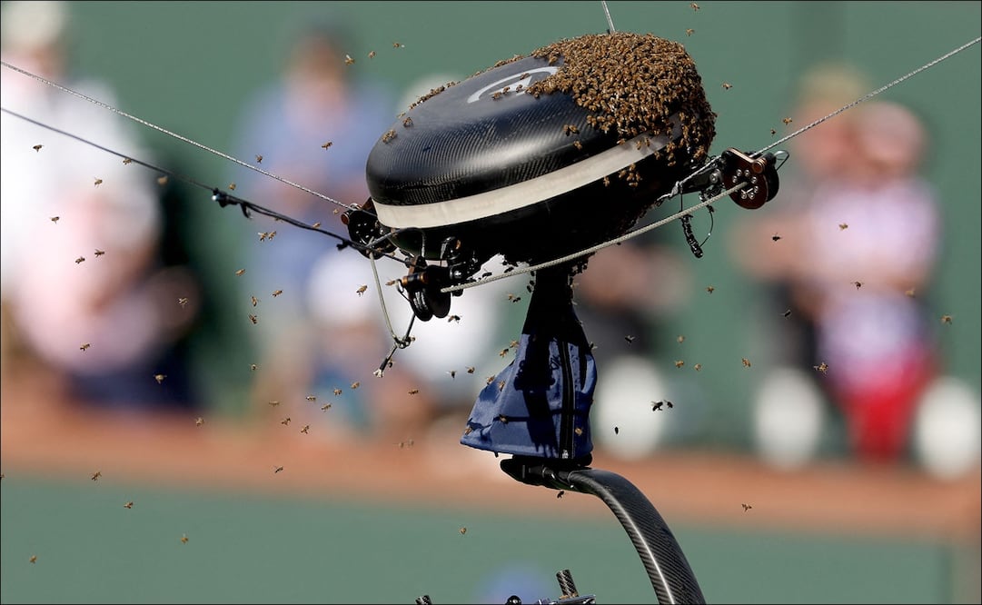 Abejas interumpieron partido de Indian Wells - Foto: AFP