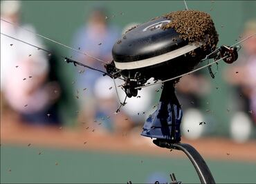 Abejas interrumpen partido entre Carlos Alcaraz y Alexander Zverev en Indian Wells