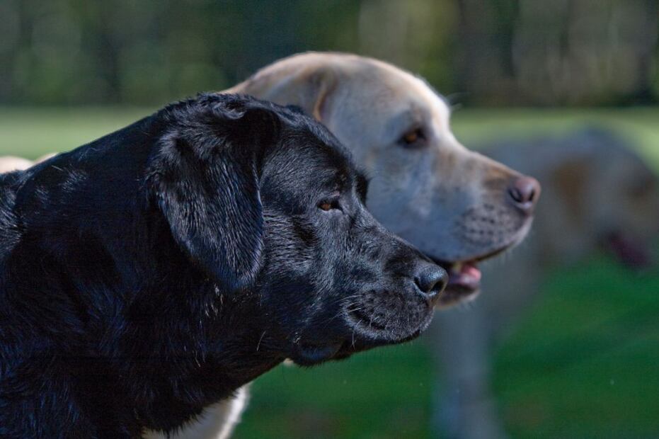 Así es el entrenamiento de los perros de asistencia para personas con autismo