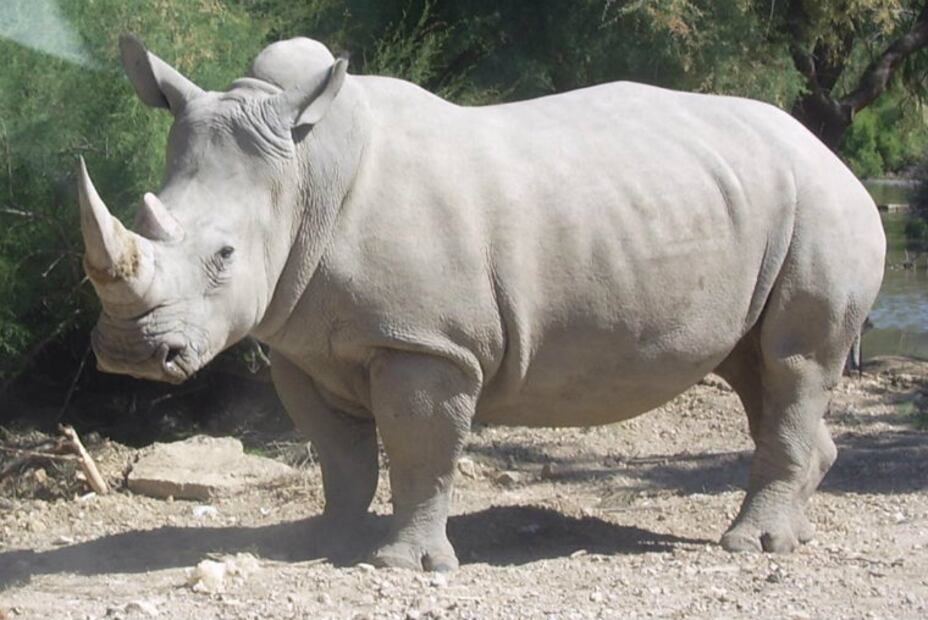 10 especies animales que se salvaron de la extinción