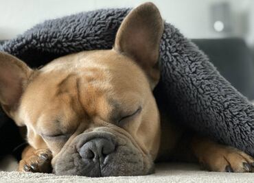 Mi perro ronca… ¿es normal?