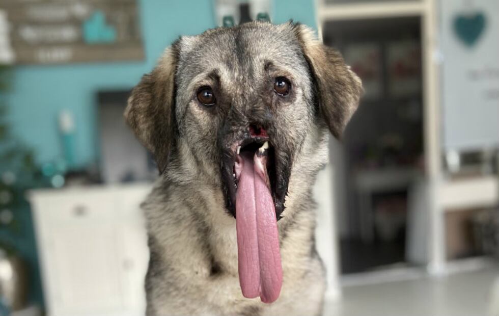 Esta perrita perdió su hocico en un accidente, pero ahora vive feliz
