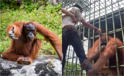 Influencer quería contenido original y es atacado por un orangután