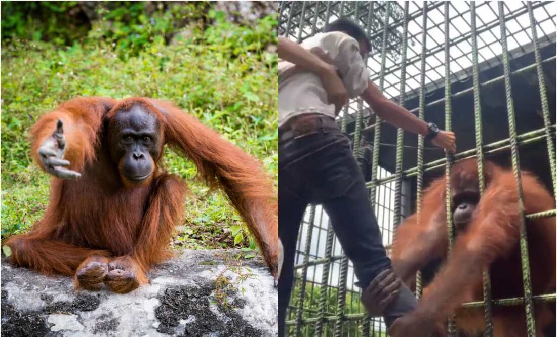 Fotos: iStock/Twitter @@sundaykisseu