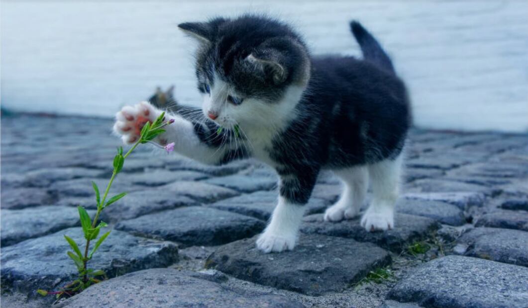 MeowTalk, la app que traduce los maullidos de tu gato