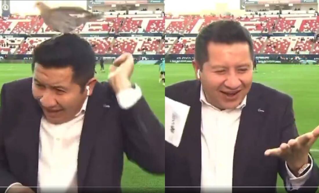 Una paloma sorprendió al reportero de ESPN, César Caballero cuando estaba en la cancha del Alfonso Lastras. Foto: Especial