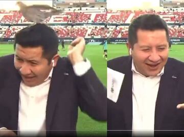 Paloma sorprendió a reportero de ESPN previo a un enlace ¿Le dejó un recuerdito en la cabeza?