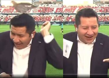 Paloma sorprendió a reportero de ESPN previo a un enlace ¿Le dejó un recuerdito en la cabeza?