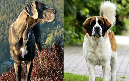 Las 10 razas de perro más grandes del mundo