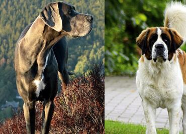Las 10 razas de perro más grandes del mundo