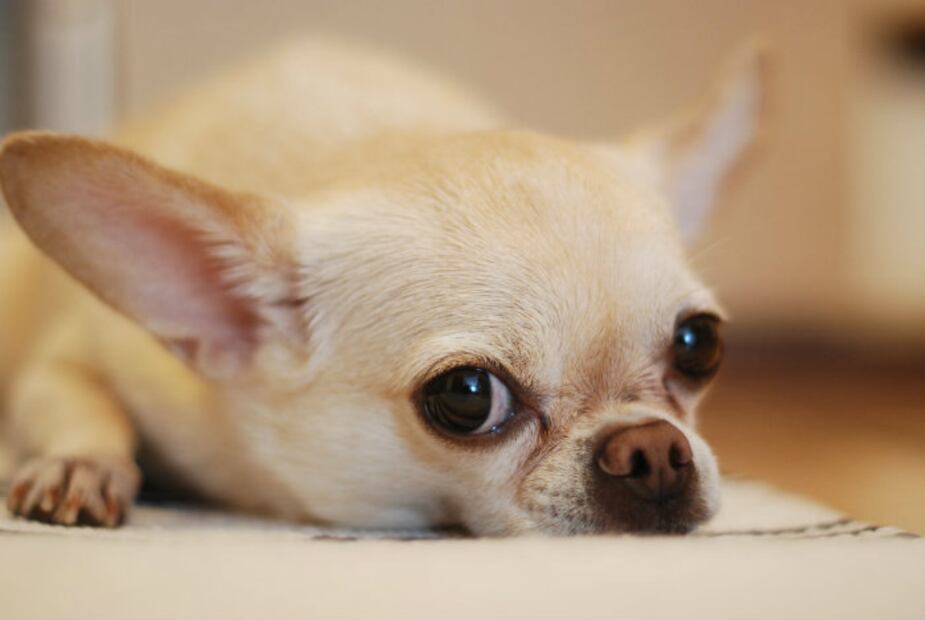 Perros mestizos, los favoritos y más queridos en México
