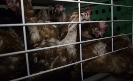 ¿Sabes cómo se “producen” los huevos que comes?