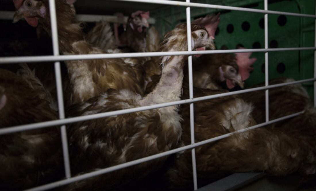 Foto: Igualdad Animal