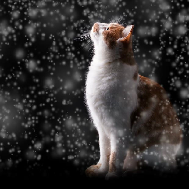 ¿Los gatos sienten frío? 10 consejos para cuidar a tu minino del frío