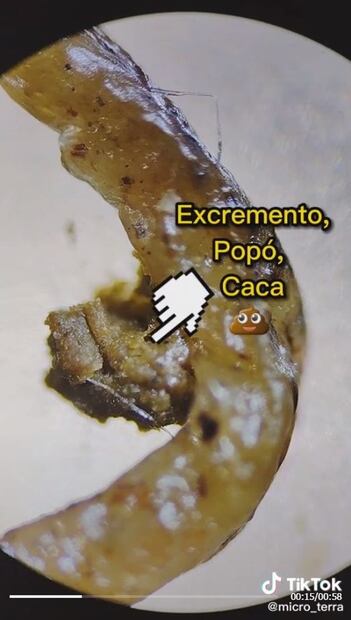 Con microscopio tiktoker revela qué hay en la “vena negra” del camarón