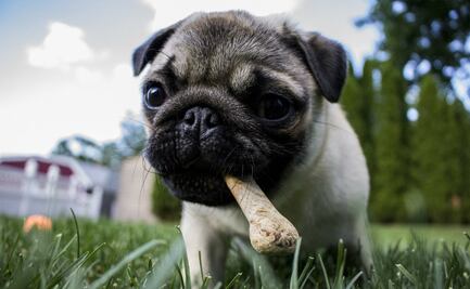 10 curiosidades de los perros Pug que debes saber si te gustan