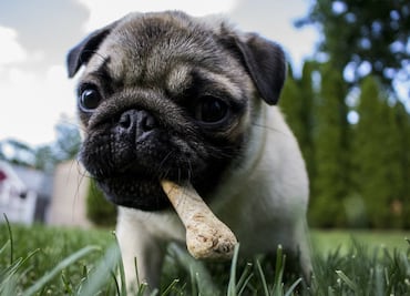 10 curiosidades de los perros Pug que debes saber si te gustan