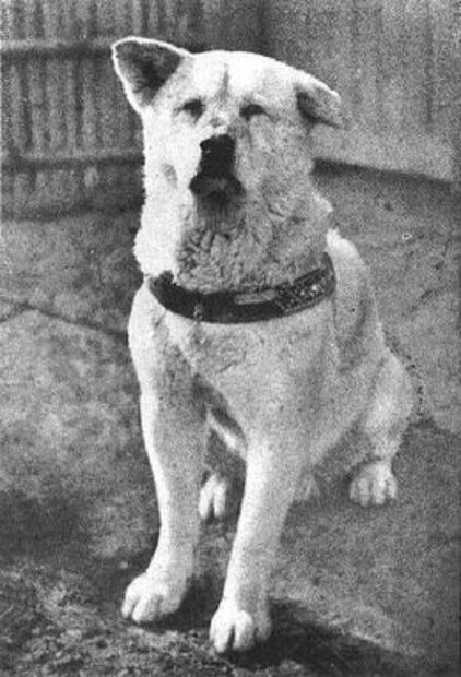 Hachiko, el perro que se convirtió en la leyenda más hermosa de lealtad