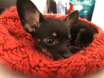 10 cosas que no sabías sobre los perros chihuahuas