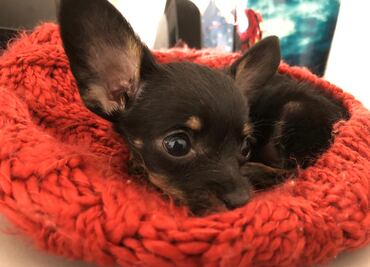 10 cosas que no sabías sobre los perros chihuahuas