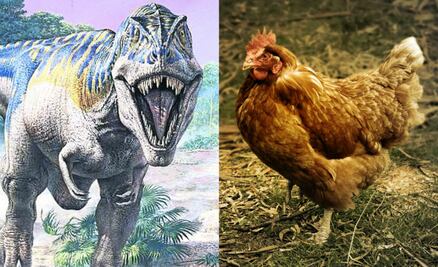 Gallinas y avestruces, los parientes cercanos de los salvajes T-Rex
