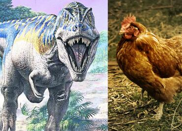 Gallinas y avestruces, los parientes cercanos de los salvajes T-Rex