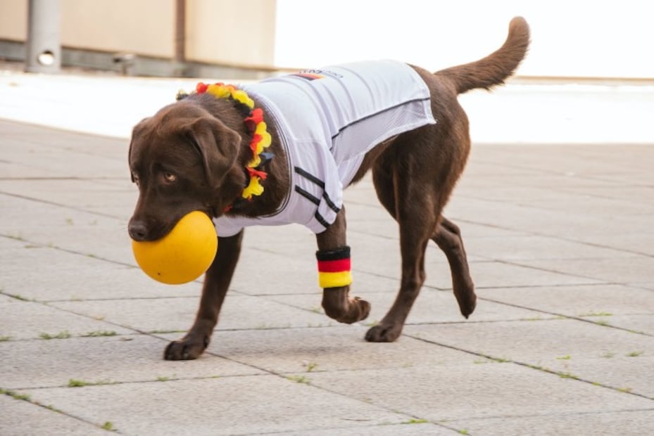 10 tips para que tu perro no destruya tu casa cuando sales