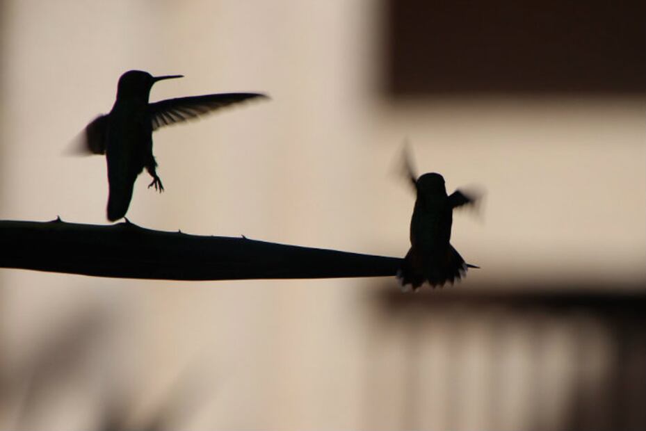 Los “amarres de amor” ponen en peligro a los colibríes